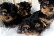 cachorros de yorkie en Los Angeles