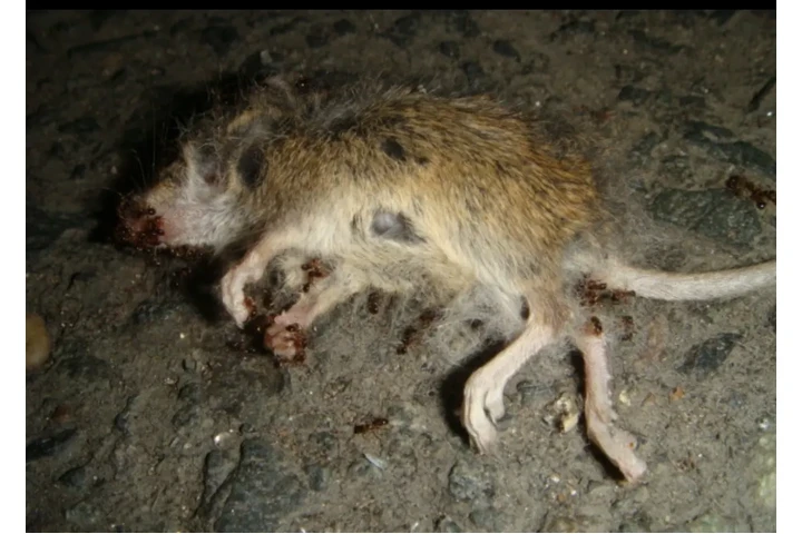 pest control.Contro de plagas1 image 4