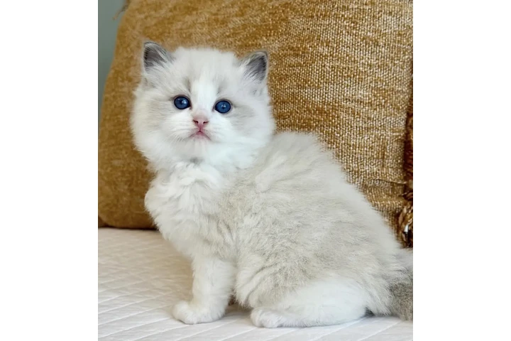 $300 : Ragdoll Boys Available image 1