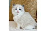 Ragdoll Boys Available en Monterey