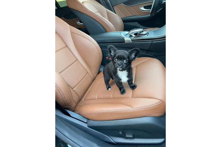$250 : Teacup Chihuahua puppies image 9