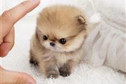 Pomerania en venta en New York