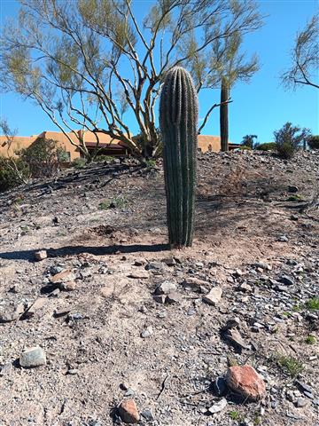 Saguaro*Rodeocactus* image 6