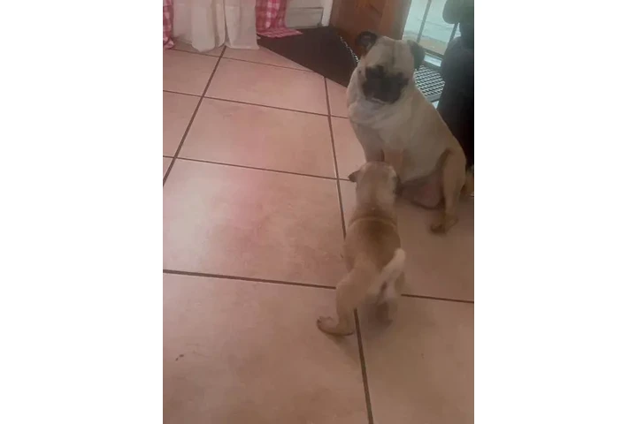 $450 : PERRITOS PUGS image 1
