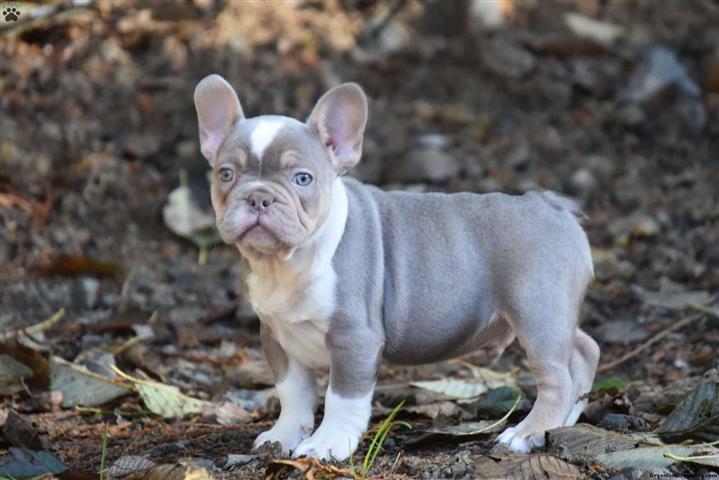 $780 : french bulldog merle for sale image 3