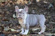 $780 : french bulldog merle for sale thumbnail