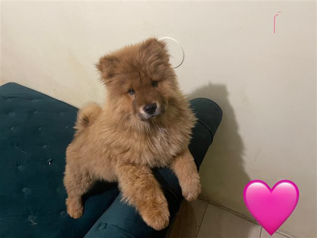 $800 : Cachorros chow chow image 5