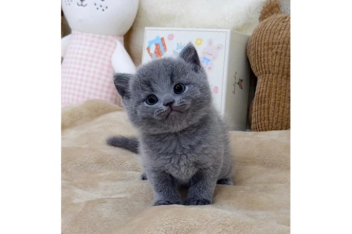$220 : Male British shorthair image 1