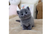 Male British shorthair en Kingston