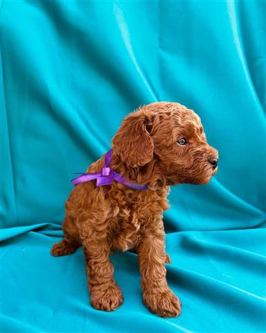 $300 : poodle for adoption/ image 3