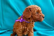 $300 : poodle for adoption/ thumbnail