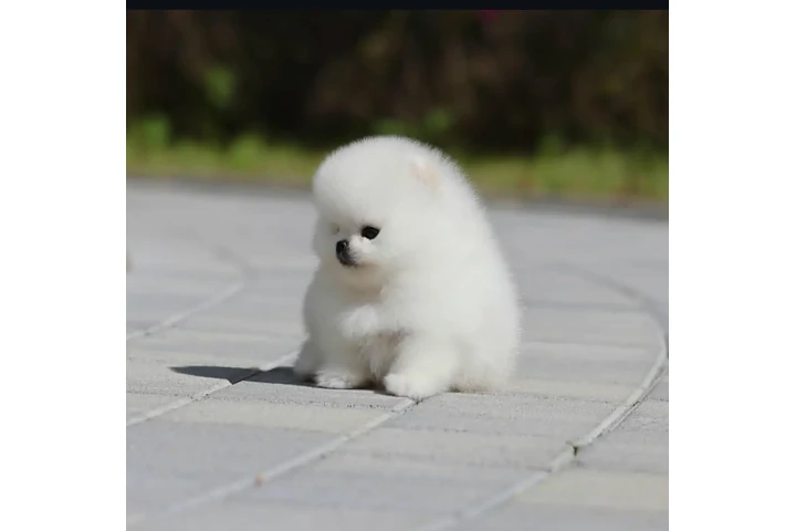 $100 : Maltese puppy image 1