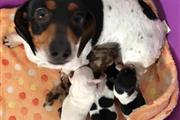 $600 : Adorables cachorros de Dachshu thumbnail