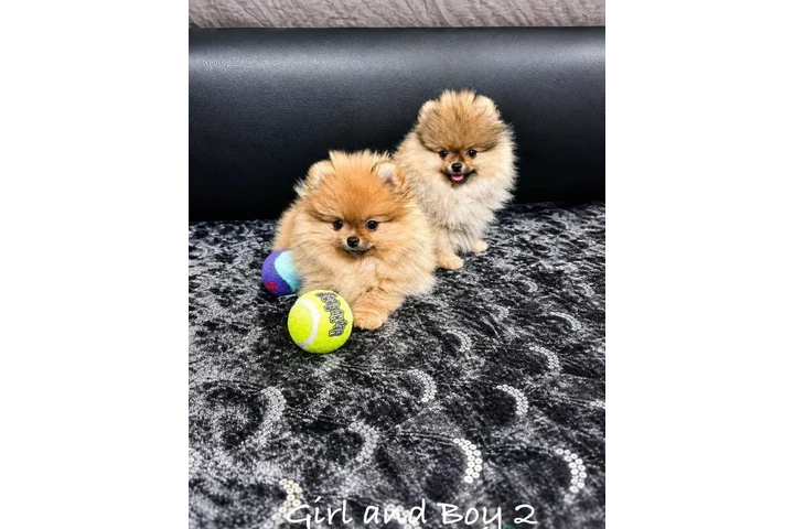$400 : Cachorros Pomerania con cara d image 2