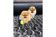 $400 : Cachorros Pomerania con cara d thumbnail