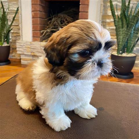 $350 : Cachorrito Shih Tzu 🐶✨ image 2