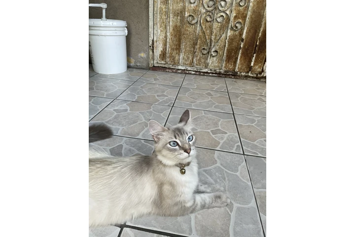$400 : Gatos ragdoll persiano image 7