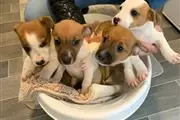 $480 : BUY Jack Russell Stunning thumbnail