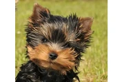 cachorros de yorkie en Memphis
