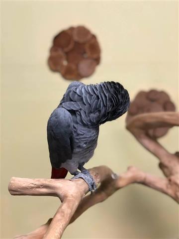 $410 : African Gray Parrots For Sale image 2