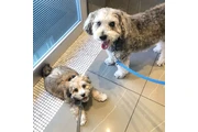 $500 : poodle's Para adopción thumbnail