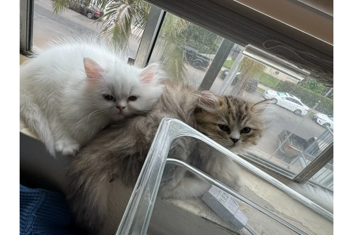 $1000 : Persian Cats image 6
