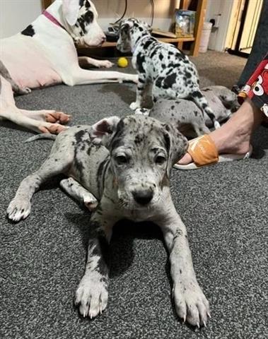 $1 : Great Dane puppies for adoptio image 1
