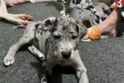 Great Dane puppies for adoptio en Anchorage