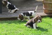 $500 : AKc Beagle para la venta thumbnail