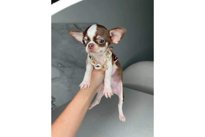$250 : Chihuahua mini puppies image 7