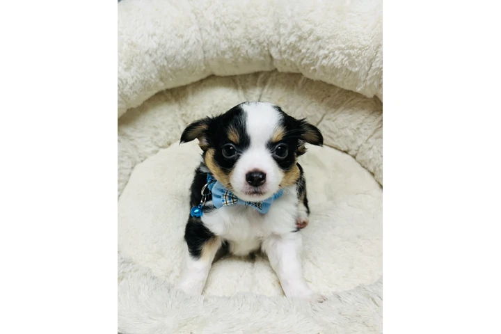 Chihuahuas de pelo largo image 7