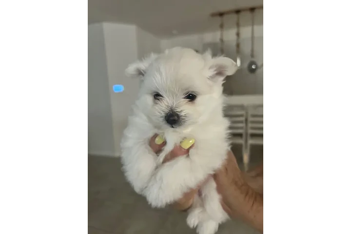 puppies Maltipom image 3