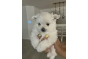 puppies Maltipom thumbnail