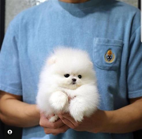 $300 : Pomeranian puppies and French image 3