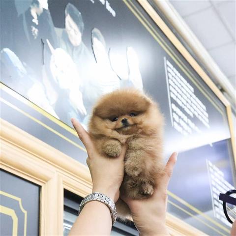 $600 : Venta de Cachorros Pomeranian image 5