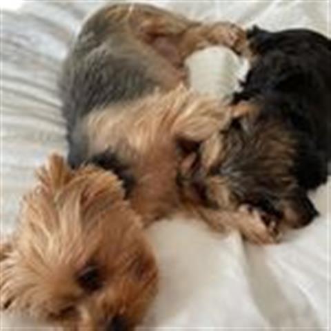 $500 : Yorkie babies for sale image 3