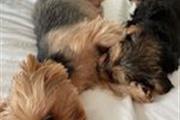 $500 : Yorkie babies for sale thumbnail