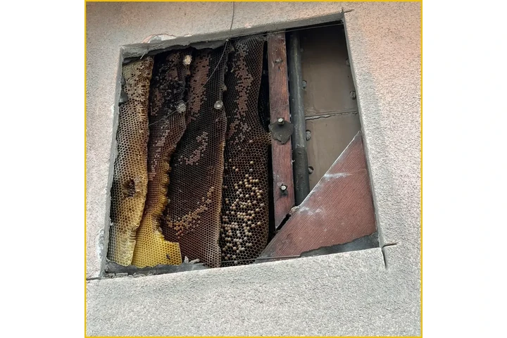 Browny Pest Control image 5