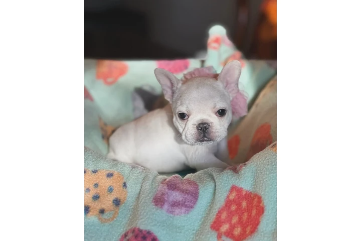 Smart Fluffy Frenchies puppies image 2