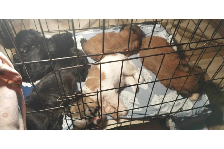 $350 : Cachorros Shihtzu en venta image 1