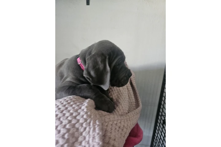 $600 : Cane corso image 5
