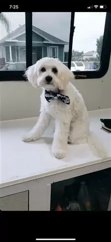 Dogs r us image 3