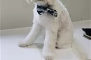 Dogs r us thumbnail 3