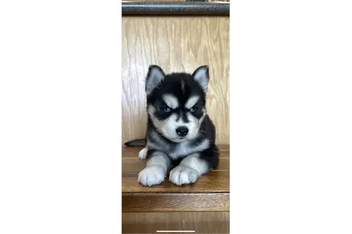 $350 : Cachorros de husky siberiano image 1