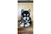 Cachorros de husky siberiano en Austin