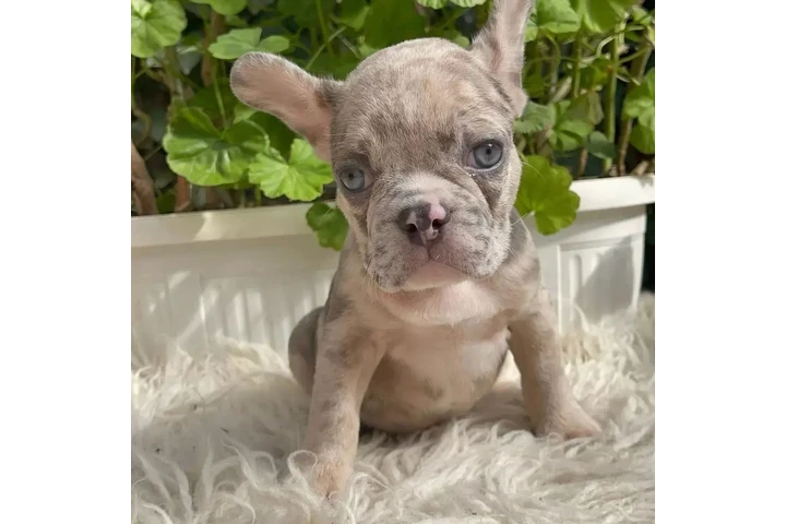 $300 : Pomeranian and French bulldog image 6