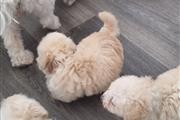 $500 : Maltese puppies for sale thumbnail