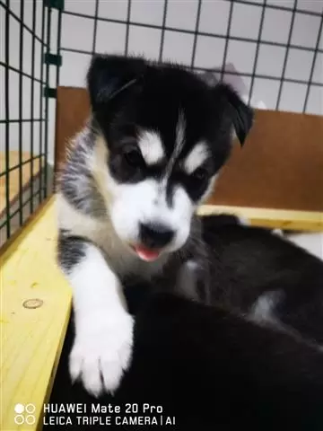 $400 : BUY HUSKY PUPPYS ALL BLUE EYES image 3