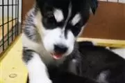 $400 : BUY HUSKY PUPPYS ALL BLUE EYES thumbnail