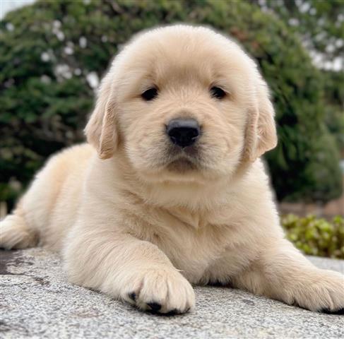 $300 : Dos cachorros Golden Retriever image 2